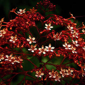 Rainforest Chronicles Forest Bouquet by Justin Lee