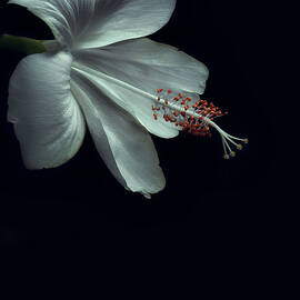 Rainforest Chronicles Hibiscus VII by Justin Lee