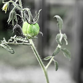 Rainy Tomato by Sharon Popek