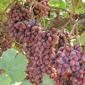 Raisins As Grapes on the Vine by Frank Raney