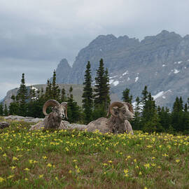Rams of Hidden Lake by Whispering Peaks Photography