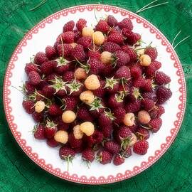 Raspberries Forever 