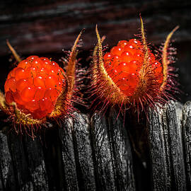 Raspberries On Barn Wood Alternate by Jim Love