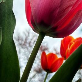 Reaching For the Sun by Gregory A Mitchell Photography