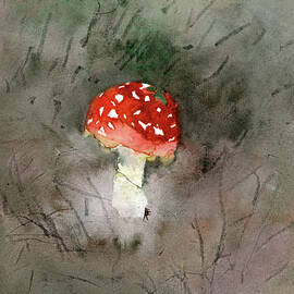 Red Amanita Muscaria Mushroom