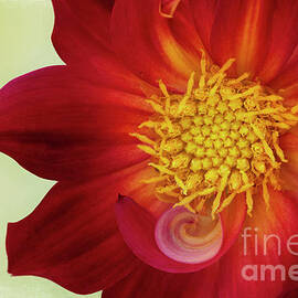 Red and Yellow Dahlia Face by Linda D Lester