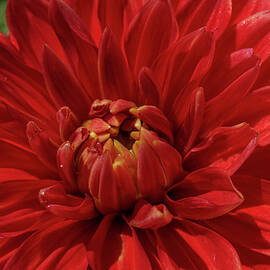 Red and Yellow Dahlia by Linda Howes