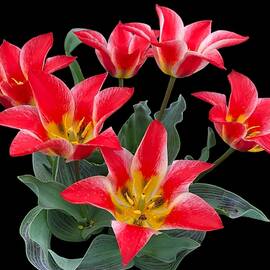 Red and Yellow Tulips on a Black Background
