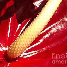 Red anthurium close up  by Natalia Wallwork