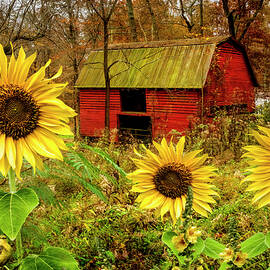 Red Barn in Sunflowers II by Debra and Dave Vanderlaan