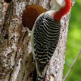 Red-bellied Woodpecker by Chris Scroggins