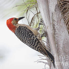Red-Bellied Woodpecker by Deborah Benoit
