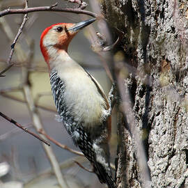 Red-bellied Woodpecker by William Selander