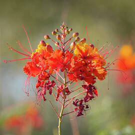 Red Bird of Paradise - Caesalpinia by Rosemary Woods Images