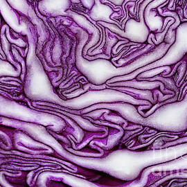 Red Cabbage Abstract Macro by Kaye Menner by Kaye Menner