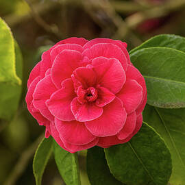 Red Camellia by Marv Vandehey