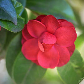 Red Camellia Portrait - Square by Marilyn DeBlock