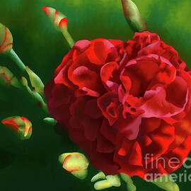Red Carnation  by Yenni Harrison