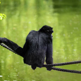 Red-cheeked Gibbon On Rope Above Lake by Artur Bogacki