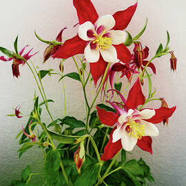 Red Columbine by Leslie Montgomery
