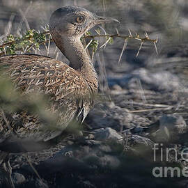 Red-crested Bustard by Patricia Hofmeester