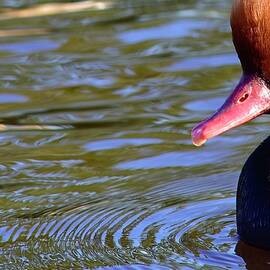 Red Crested Pochard  by Neil R Finlay