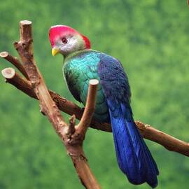 Red-crested Turaco