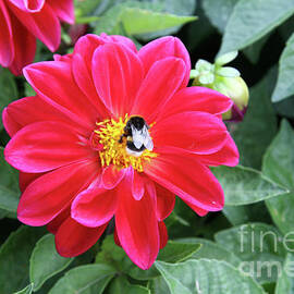 Red Dahlia and Bumblebee by Lali Kacharava