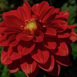 Red Dahlia in Full Bloom by Linda Howes