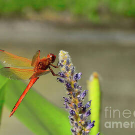 Red Dragonfly for Luck by Scott Cameron