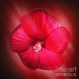 Red Dwarf Hibiscus by Jenny Revitz Soper