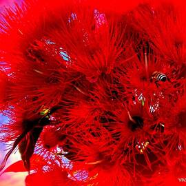 Red  Eucalyptus  And  Bee by VIVA Anderson