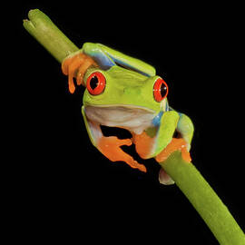 Red Eye Tree Frog No. 1