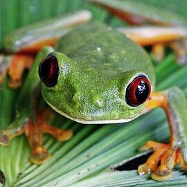 Red Eyed Tree Frog by Jurgen Bode