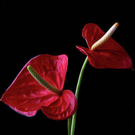 Red Flamingo on Black Background Art Photo by Lily Malor