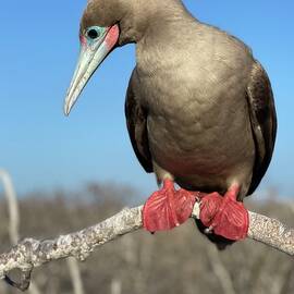 Red-Footed Boobie by Steve Liffmann