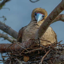 Red-footed Booby Peers Down from Nest by Nancy Gleason