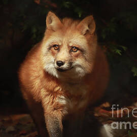 Red Fox by Deborah Kletch