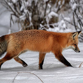 Red Fox Hunting