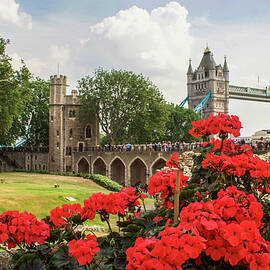 Red Geraniums and Tower Bridge, London by Venetia Featherstone-Witty