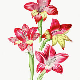 Red Gladiolus by Mango Art