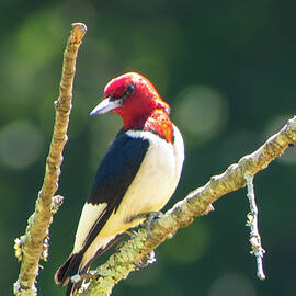 Red Headed Woodpecker by Mary Ann Artz