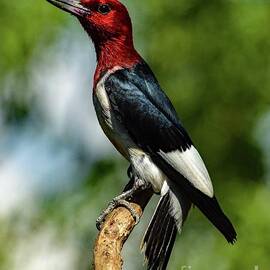 Red-headed Woodpeckers Extraordinary Beauty