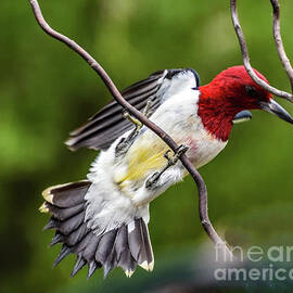 Red-headed Woodpecker's Underside by Cindy Treger