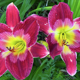 Red Hot Daylilies by Robert Tubesing