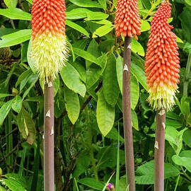 Red-Hot Poker by Bob Phillips