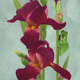 Red Irises and Frog by Spadecaller