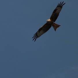 Red Kite Soaring by James Dower