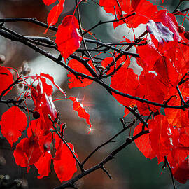 Red Leaves by Kelly Larson