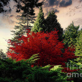 Red Maple High Park Toronto by Elaine Manley
